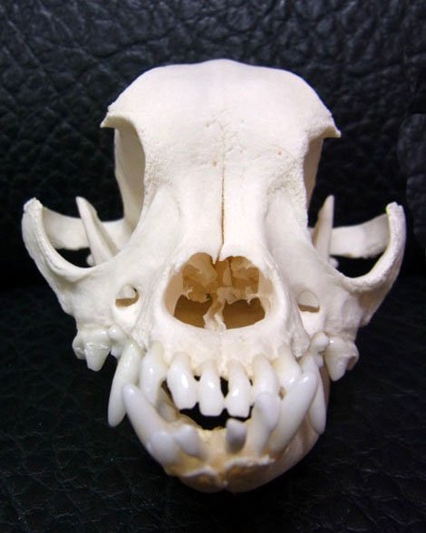 ☆即納☆ チワワ（chihuahua）頭骨 - 頭骨・骨格標本・剥製販売 【Core 