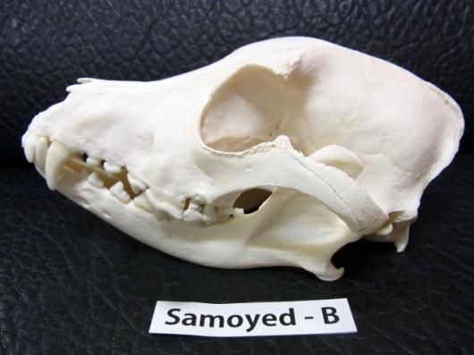 高品質　奇形モルモット （大）頭骨 ☆即納☆ 高品質！モルモット 頭骨 - 頭骨・骨格標本・剥製販売 【Core