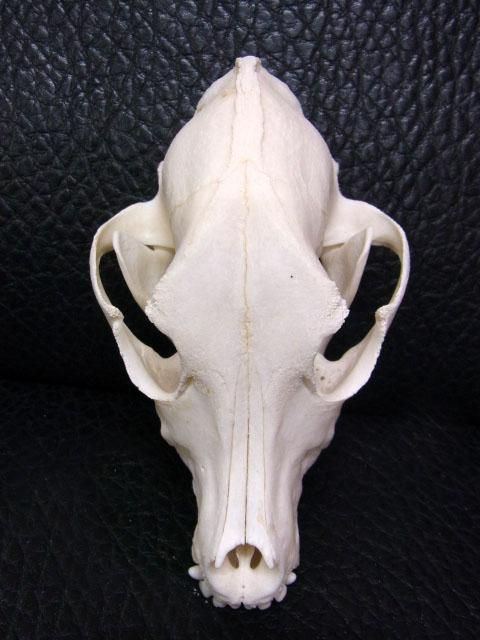 ☆即納☆ サモエド（Samoyed）頭骨 - 頭骨・骨格標本・剥製販売 【Core