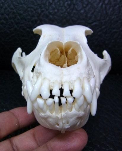 ☆即納☆ サモエド（Samoyed）頭骨 - 頭骨・骨格標本・剥製販売 【Core