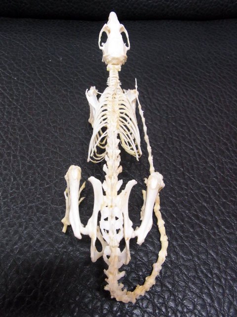 即納 お勧め！★インドネシア　ドブネズミ（ラット）の骨格標本 A - 頭骨・骨格標本・剥製販売　【Core-Box】