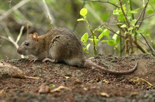 即納 お勧め！☆インドネシア ドブネズミ（ラット）の骨格標本 A