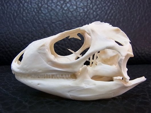 ☆即納☆良品！グリーンイグアナの頭骨 Mサイズ（8.5ｃｍ） - 頭骨