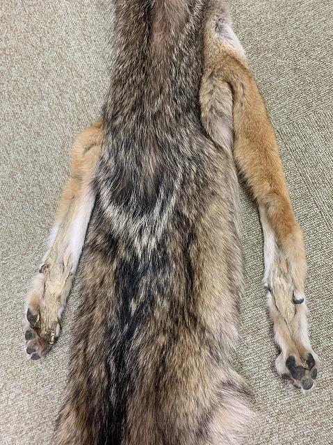 特大！150cm！コヨーテ 毛皮（爪・肉球付） 【公式通販】