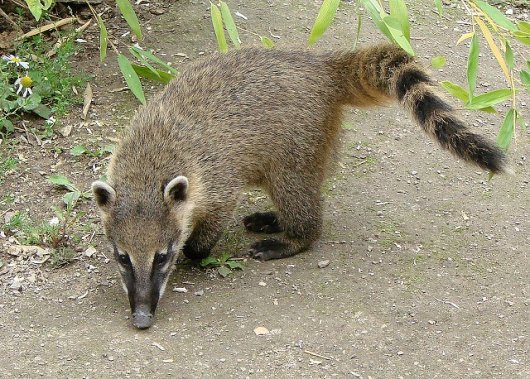 ☆即納☆激レア！アカハナグマ（Brown-nosed coati）頭骨 - 頭骨・骨格