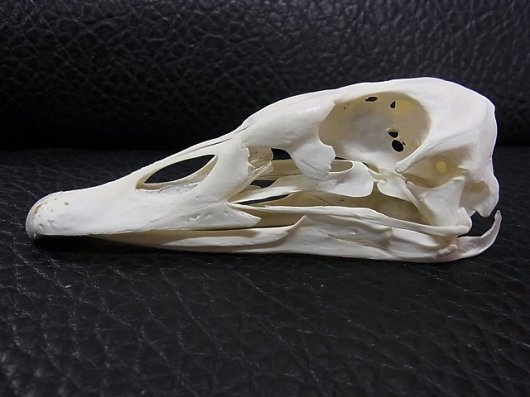 高速配送 高品質！コクチョウ（Black 頭骨 Swan）♀ マゼランペンギン