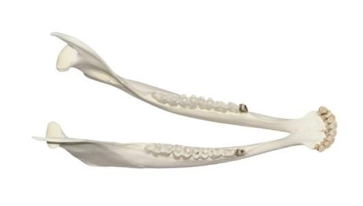 高品質！ヨーロッパバイソン＋胎児の全身骨格標本 - 頭骨・骨格