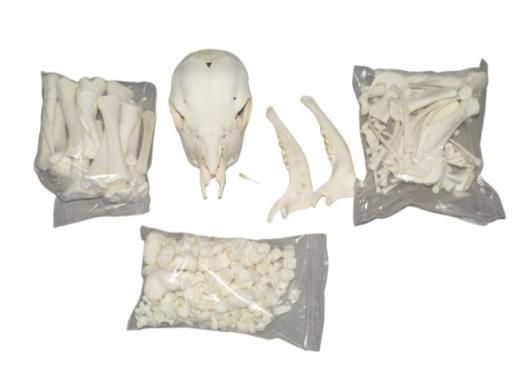高品質！ヨーロッパバイソン＋胎児の全身骨格標本 - 頭骨・骨格
