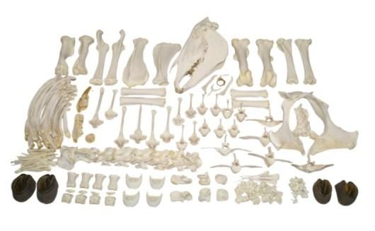 高品質！ミニチュアホースの全身骨格標本 高品質！馬（フィヨルド・ホース）の全身骨格標本 - 頭骨・骨格標本