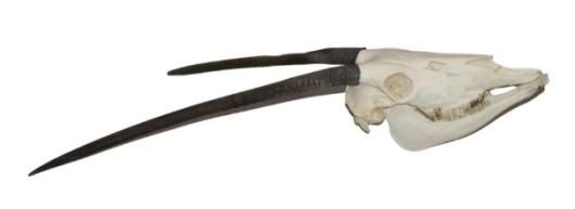 高品質！オリックス＋胎児の全身骨格標本 - 頭骨・骨格標本