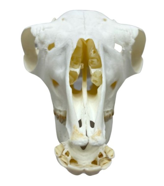 高品質！アルパカの全身骨格標本 - 頭骨・骨格標本・剥製販売 【Core-Box】