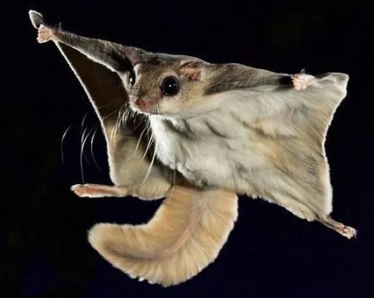 ムササビ　flying squirrele　頭骨 ムササビ flying squirrele 頭骨 - メルカリ