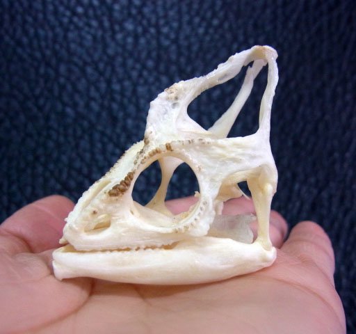 即納☆エボシカメレオン（Veiled chameleon）頭骨 - 頭骨・骨格標本 
