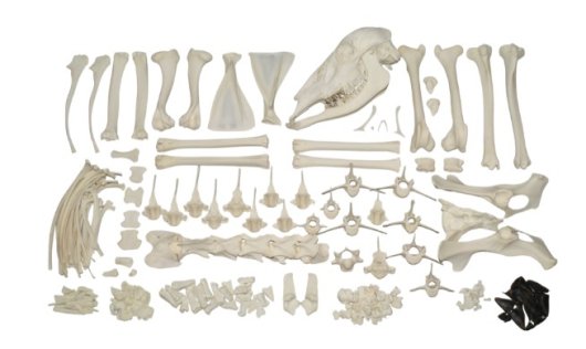 高品質！インドシナのニホンジカの全身骨格標本 - 頭骨・骨格標本