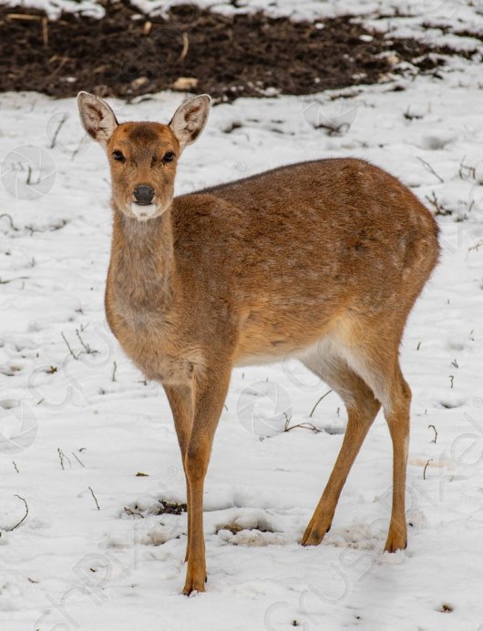 高品質！インドシナのニホンジカの全身骨格標本 - 頭骨・骨格標本