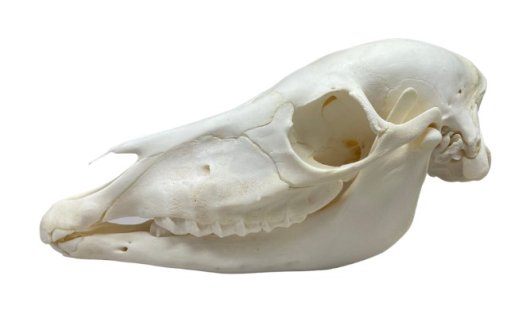 高品質！グラントシマウマ（幼獣）の全身骨格標本 - 頭骨・骨格標本 