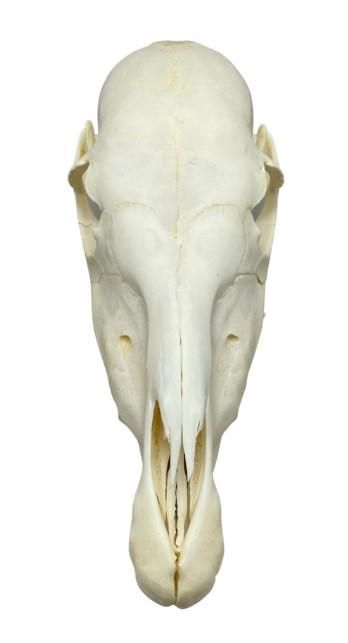 高品質！グラントシマウマ（幼獣）の全身骨格標本 - 頭骨・骨格