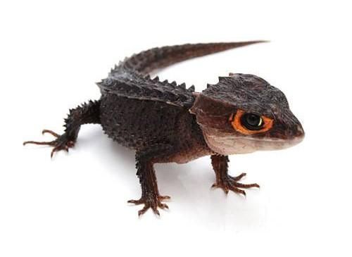 ☆即納☆高品質！アカメカブトトカゲ 頭骨 - 頭骨・骨格標本