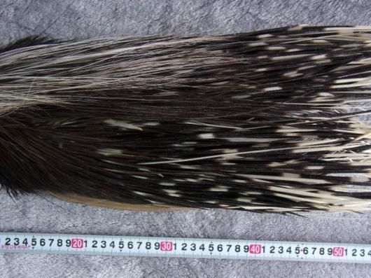 ☆ 即納 ☆アフリカ便！ ケープタテガミヤマアラシの剥製 ※捕獲データ