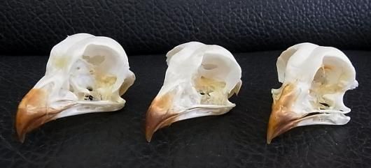 ☆即納☆ レア！アフリカワシミミズク（Spotted Eagle-owl）頭骨 ※捕獲