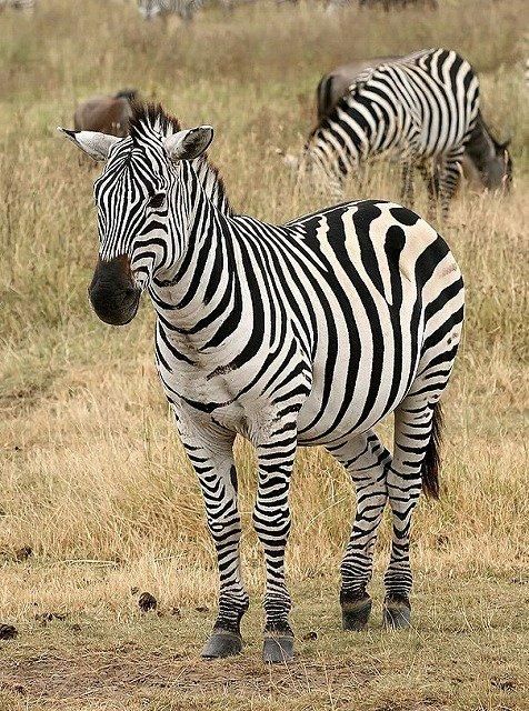 ☆即納☆ アフリカ便！サバンナシマウマ 頭骨 - 頭骨・骨格標本