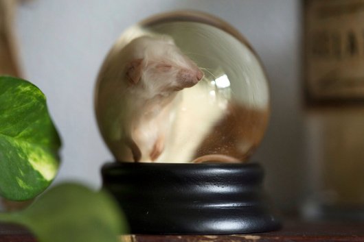 「ネズミ」 のガラスドーム標本 - 頭骨・骨格標本・剥製販売　【Core-Box】