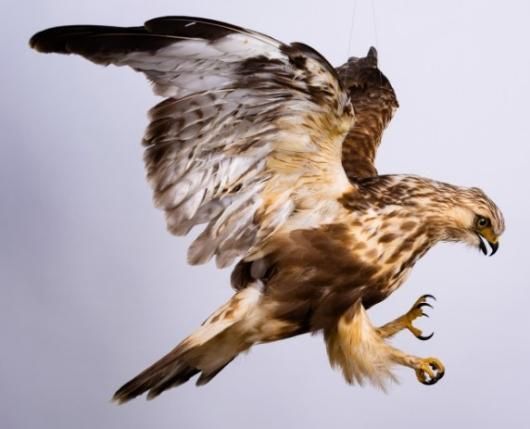 ノスリの剥製(海外産)その1 なめこ ノスリの剥製(海外産) なめこ ノスリの