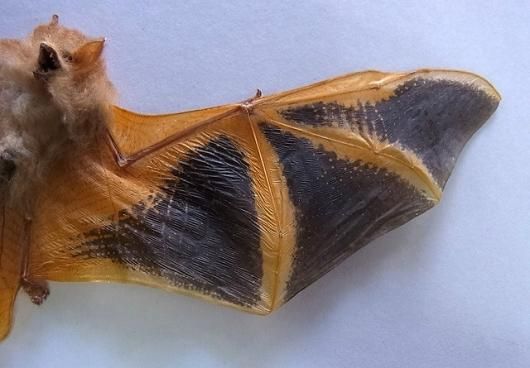 hairless bat　こうもり　標本 hairless bat こうもり 標本 （コウモリ 骨格標本 No.2 - 頭骨