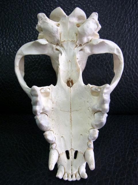 貴重！高品質 ブチハイエナの頭骨 A（鼻甲介有） ☆ 即納 貴重！☆ 高品質 ブチハイエナの頭骨 A ☆ 鼻甲介有 - 頭骨
