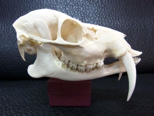 高品質！ キバノロ （Chinese water deer） ♂ 頭骨 ☆即納☆レア！キバノロ （老成個体）頭骨 - 頭骨・骨格標本・剥製販売
