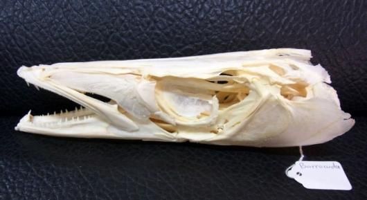 レア！オニカマス（バラクーダ）頭骨 ☆即納☆レア！オニカマス（バラクーダ）頭骨 - 頭骨・骨格標本・剥製
