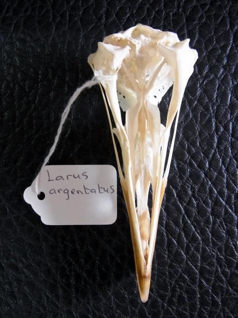 ☆即納☆高品質！セグロカモメ Herring gull 頭骨 - 頭骨・骨格標本