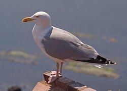 高品質！セグロカモメ　Herring gull　頭骨 ☆即納☆高品質！セグロカモメ Herring gull 頭骨 - 頭骨・骨格
