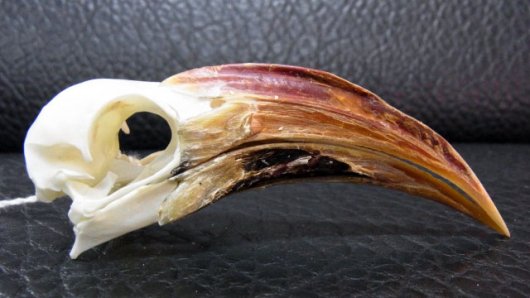 ☆即納☆高品質！アカハシコサイチョウの頭骨 - 頭骨・骨格標本・剥製