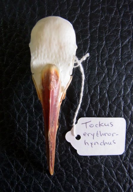 ☆即納☆高品質！アカハシコサイチョウの頭骨 - 頭骨・骨格標本・剥製