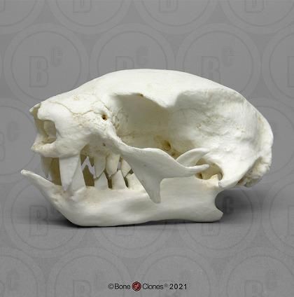 フタユビナマケモノ 頭骨レプリカ ☆特選！☆最高品質！ - 頭骨・骨格