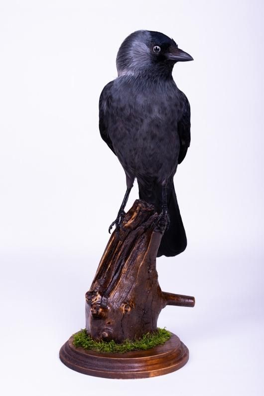 ニシコクマルガラス 剥製（置き式） - 頭骨・骨格標本・剥製販売