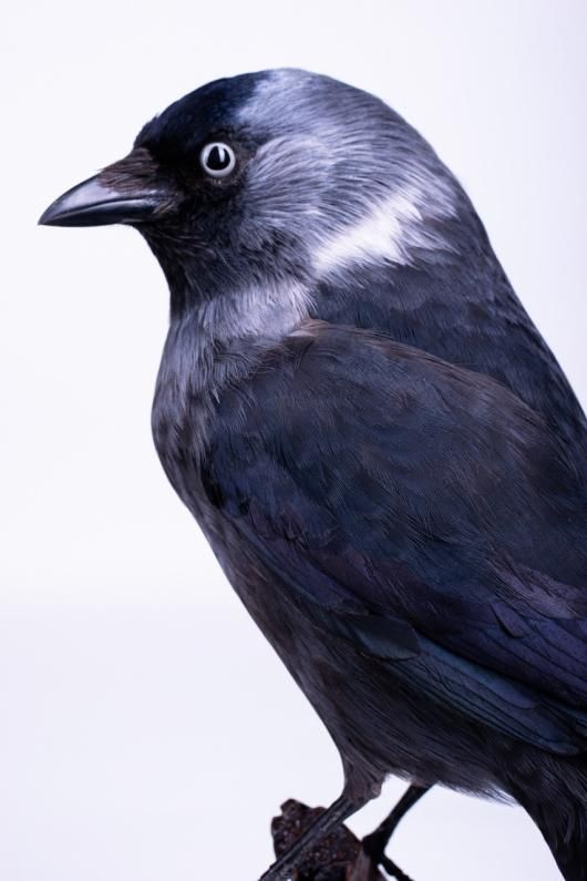 高品質　ムナジロガラス　全身剥製 高品質 ムナジロガラス 全身剥製 高品質 ムナジロガラス 全身剥製