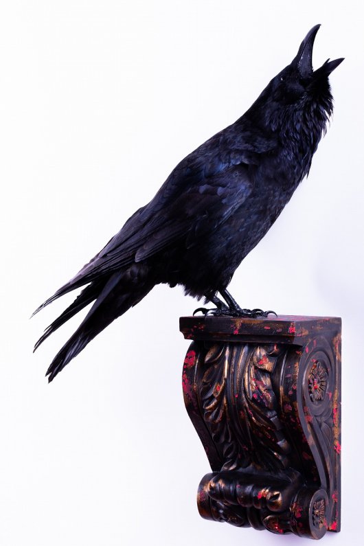 アンティーク奇形 カラス 烏 鴉 剥製 三つ首 はく製 Crow