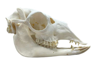 高品質！アルパカの全身骨格標本 - 頭骨・骨格標本・剥製販売 【Core-Box】
