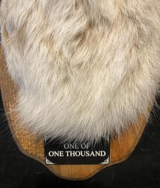 ☆即納☆見事な角！ジャッカロープ 壁掛け D - 頭骨・骨格標本・剥製