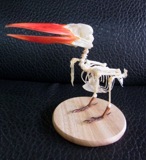 ★即納★ 美！ジャワショウビン（Javan kingfisher）骨格標本　台座付き - 頭骨・骨格標本・剥製販売　【Core-Box】