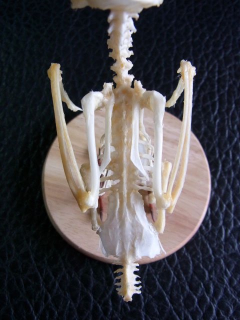 ☆即納☆ 美！ジャワショウビン（Javan kingfisher）骨格標本 台座付き 