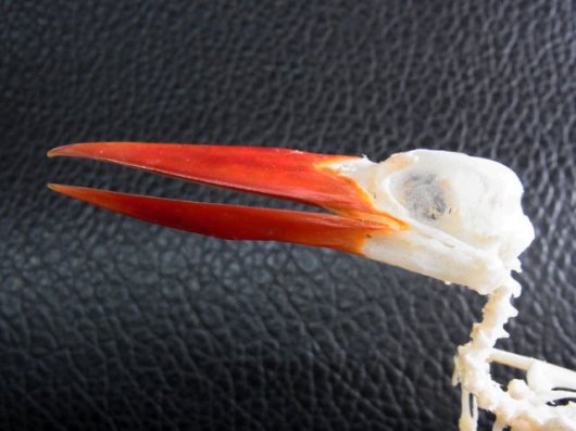 ★即納★ 美！ジャワショウビン（Javan kingfisher）骨格標本　台座付き - 頭骨・骨格標本・剥製販売　【Core-Box】