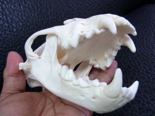 ☆即納☆ 高品質 ☆ ロシア産 クズリの頭骨 C - 頭骨・骨格標本・剥製 