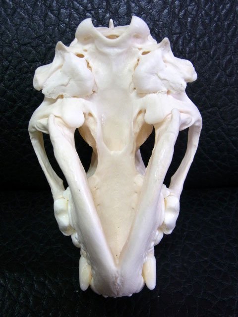 ☆即納☆ 高品質 ☆ ロシア産 クズリの頭骨 C - 頭骨・骨格標本・剥製 