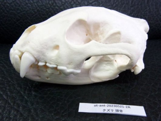 ☆即納☆ 高品質 ☆ ロシア産 クズリの頭骨 B - 頭骨・骨格標本・剥製 