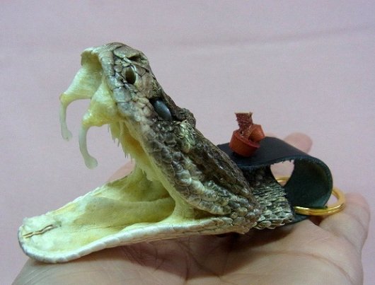 ★即納★特大！ガラガラヘビ　ヘッドキーリング　(XLサイズ)　 - 頭骨・骨格標本・剥製販売　【Core-Box】