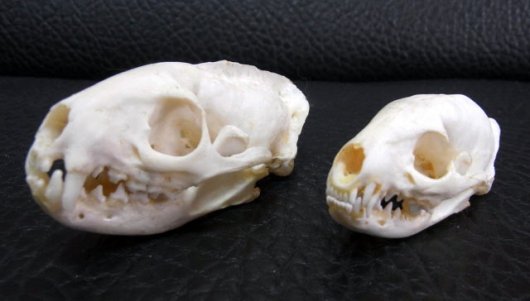 正規品! ジャワマングース 頭骨 置物 - www.proyecto51.com