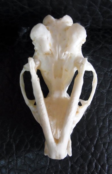 フローラル ジャワマングース 頭骨（オス・メスセット） | dizmekaro.com